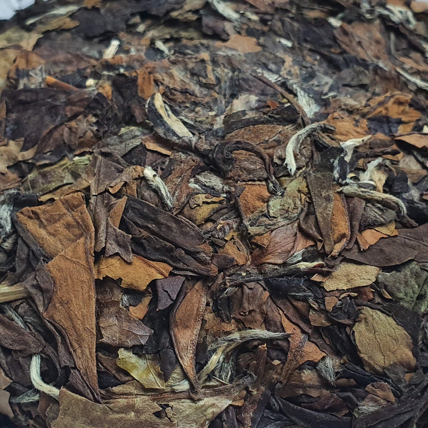 Galette de thé blanc de Fuding 枣香寿眉 100g