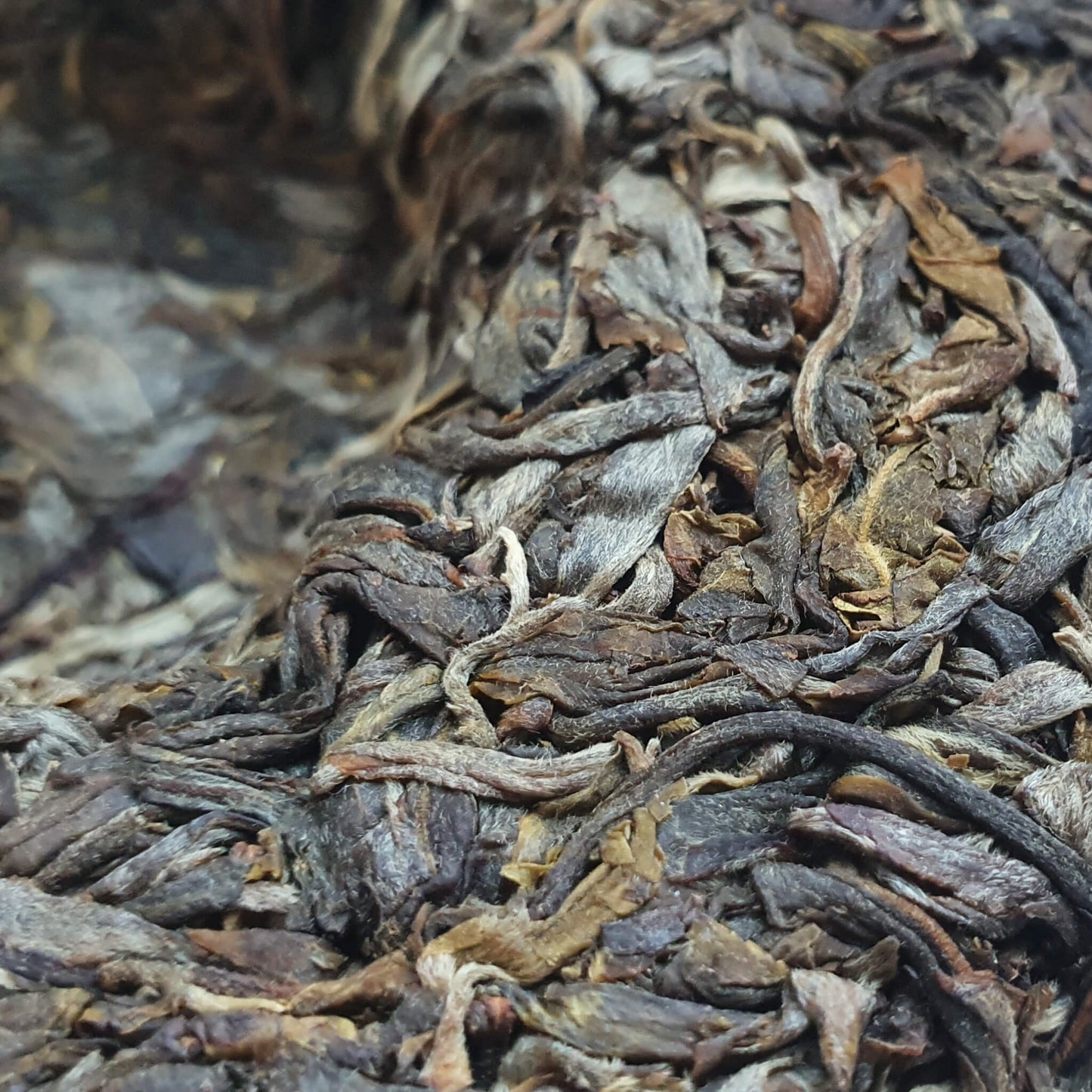 Galette de puerh sheng vieux arbres 普洱古树生茶饼 200g