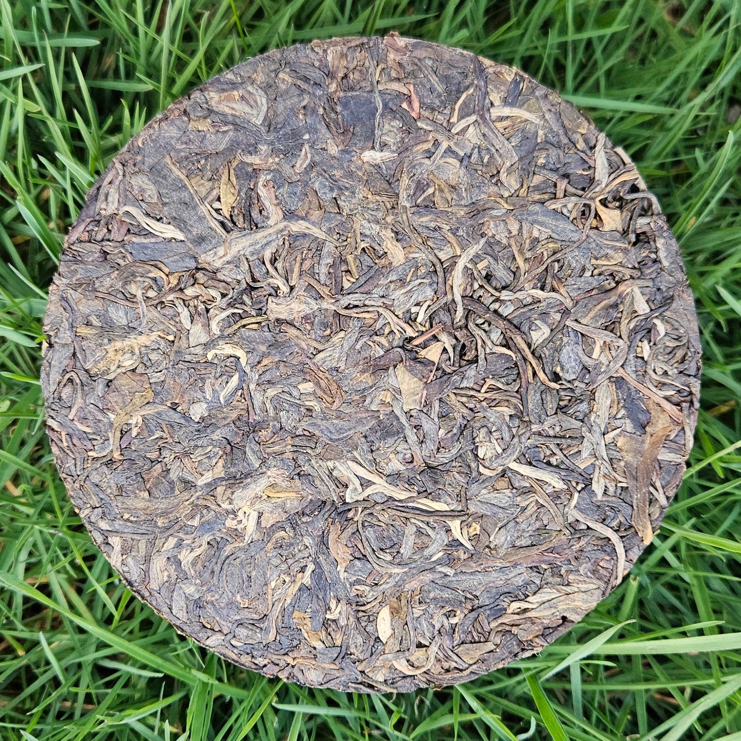 Disque de puerh sheng 1x50g